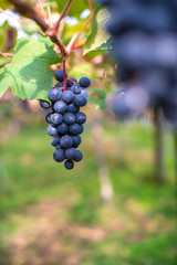 Close up fresh grapes  on the vine in the farm with nice blur background for winery background concept