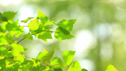 Fototapeta na wymiar Green leaves detail nature art photo