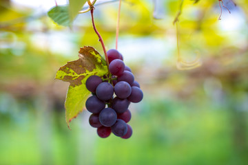 Close up fresh grapes  on the vine in the farm with nice blur background for winery background concept