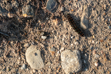 Black millipede walking through the path