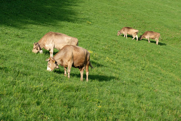 Four grazing cows with horns on a lush meadow in the Bernese Oberland / Switzerland