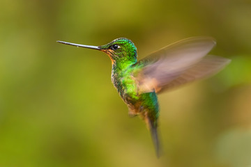 Buff-winged Starfrontlet - Coeligena lutetiae, beautiful green hummingbird from Andean slopes of South America, Guango Lodge, Ecuador.