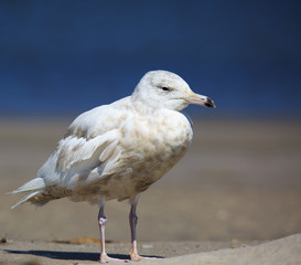 Young white seagull