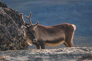 Young male reindeer, carefully looking arround during hunting season, autumn.