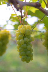 Grapes with green leaves background hang on the vine ready for harvest