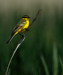 Wagtail in the field