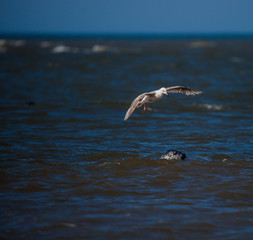 Fototapeta na wymiar Young seagull