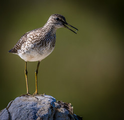 Wood sandpiper in the nature