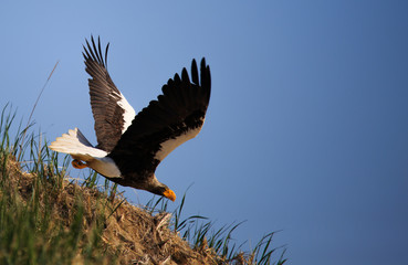 Steller's sea eagle