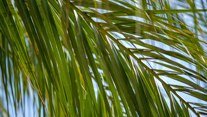 View on a palm tree branch in the sunny day on blue sky background. The concept of summer holidays in tropical countries. Palm leaves on the sun. Beautiful natural background. 