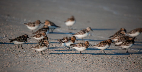 waders on the seashore