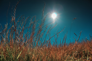 Fescue OVINA  in the highlands against the background of the sun