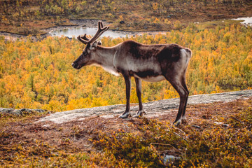 Healthy and free reindeer enjoying the chilly autumn day