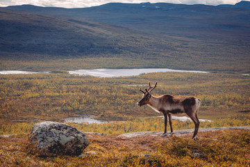Male reindeer looking down into a valley on lakes and trees during autumn © Lukasz Machowczyk