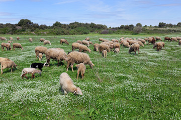 Fototapeta premium Sheep on Kamenjak, Istra, Croatia