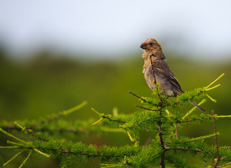 Pine grosbeak
