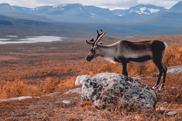 Male reindeer looking down into a valley on lakes and trees during autumn