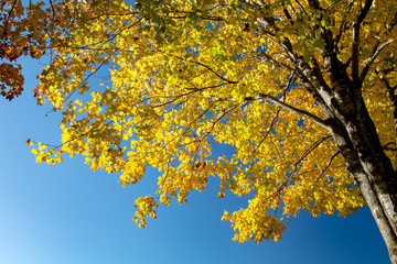 Uprisen angle view of golden color leaves on the tree during autumn season with background of blue sky.