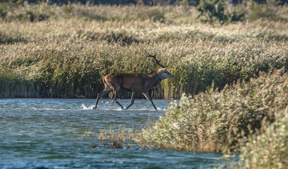 hirsch am meer