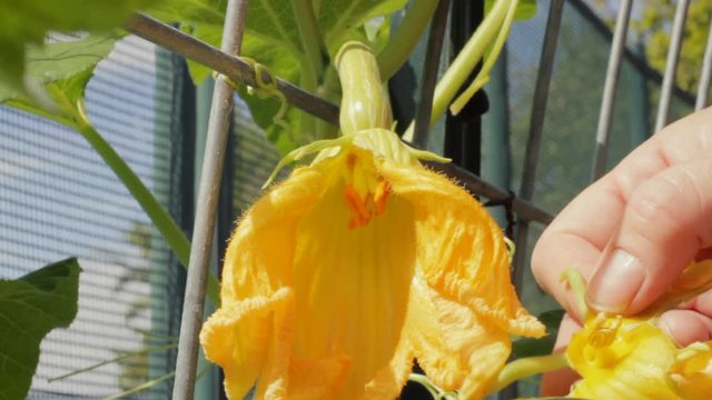 Hand pollinating female butternut squash bloom by rubbing pollen from a male stamen on the female carpels. Starts with peeling the petals off of male bloom. Tendrils hold the vine in place in wind.