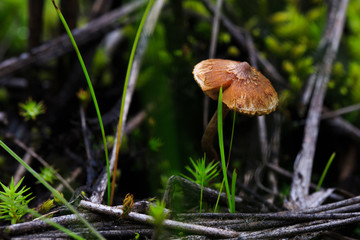 Mushrooms in the forest. macro