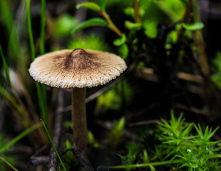 Mushrooms in the forest. macro