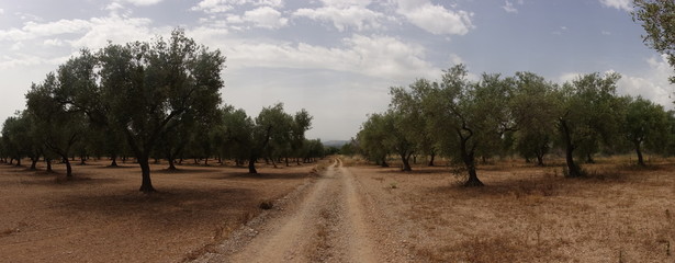 Panoramic through the countryside on the august track of Castellon