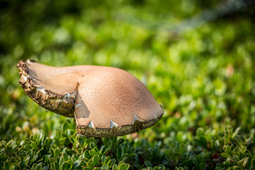 Mushrooms in the forest. macro