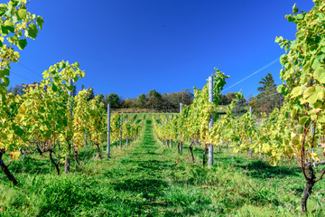 Fototapeta na wymiar Landscape picture of winery tourism in Japan