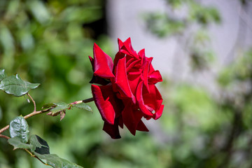 Red rose flower head on green blurry background closeup