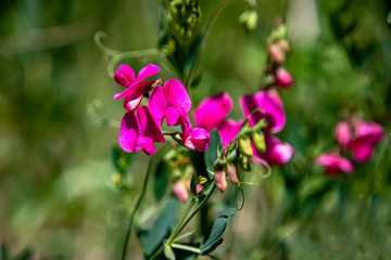 Pink Tuberous pea flowers on green blurred background close up