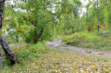 Beautiful pictures of the Siberian autumn.