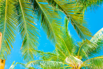 Coconut Palm tree with blue sky