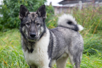Husky. Portrait of a beautiful gray dog on the street.