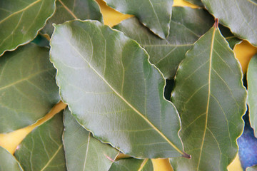 green ripped natural laurel leaves with streak on a yellow background