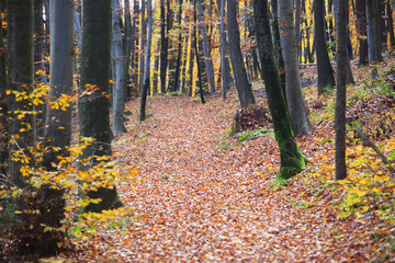 Autumn in the forest. Colourful leaves on the path in the woods.