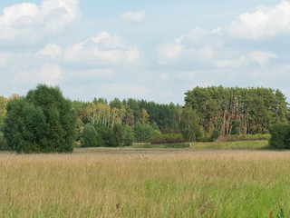 Rural landscape in early autumn. Field with grass, in the distance a forest and a birch.