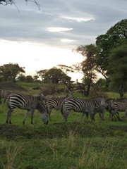 Fototapeta na wymiar Paysage Tanzanie avec des zèbres