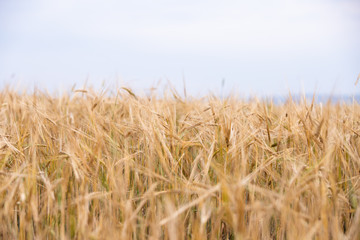 Fototapeta na wymiar Young wheat grows on the field.