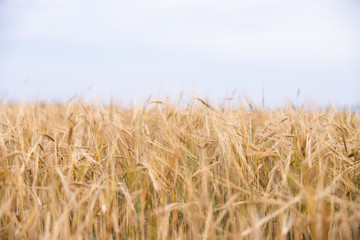 Young wheat grows on the field.
