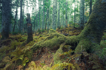 Obraz premium Forest landscape, trees with moss
