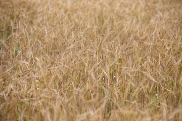 Young wheat grows on the field.