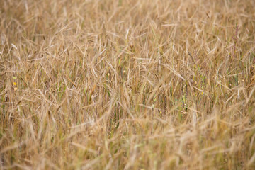 Young wheat grows on the field.