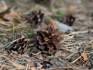 empty spruce cone lies on the ground close-up