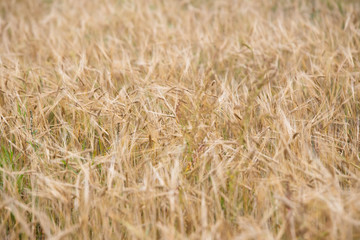 Young wheat grows on the field.