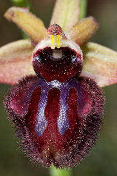 Early Spider-orchid in in Cape Kamenjak, Croatia