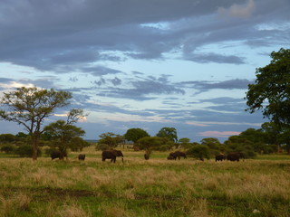 Elephants Paysage Tanzanie