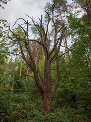 Dead tree surrounded by green forest.