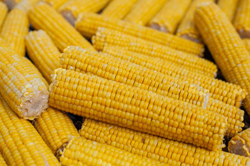 Many ears of yellow corn cooked on a large grill