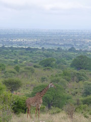 Paysage Tanzanie avec une giraphe